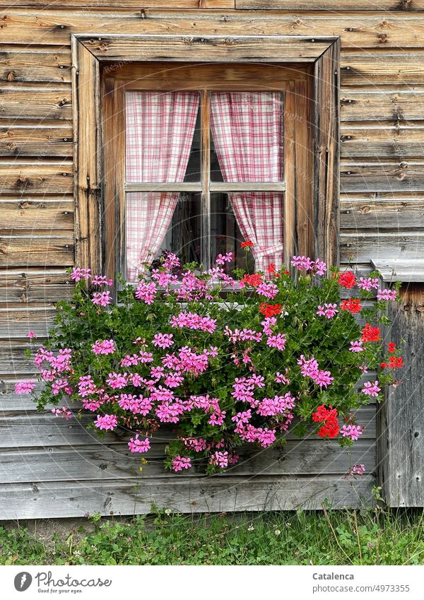 idyllic House (Residential Structure) Log home Wood Window windowsill Facade Living or residing Drape Curtain Decoration Window box Geraniums Flower Blossom