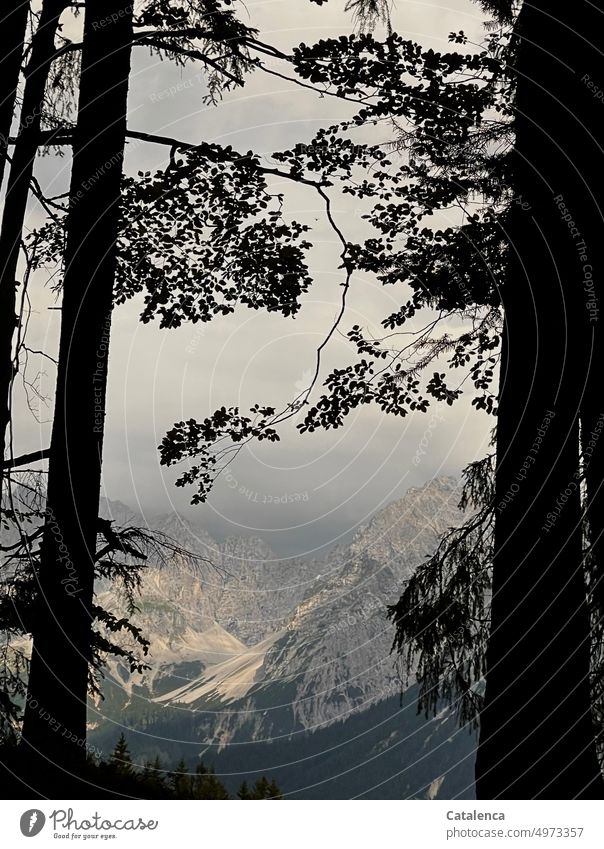 Alpine landscape, in the foreground silhouettes of trees, fog settles over peaks Alps Mountain Landscape Sky Peak Exterior shot Day Environment Clouds Nature