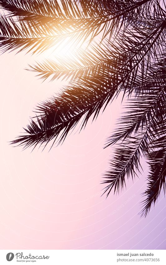 palm tree leaves and beautiful sunset background branches plant palm leaves leaf green nature tropical tropical climate summer summertime textured spring