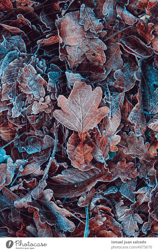 frozen brown tree leaves in autumn season , autumn leaves, autumn colors leaf brown leaves brown color brown background dry dry leaves frost frosty ice nature