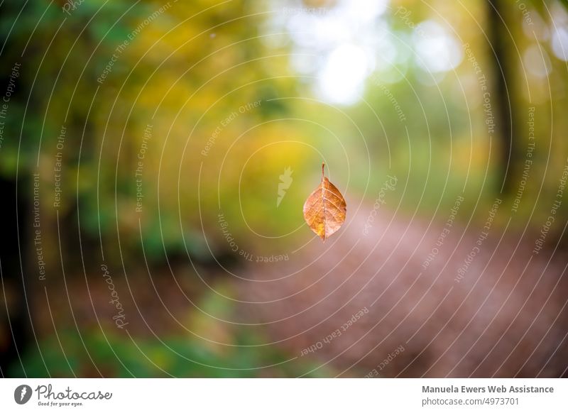 A beech leaf falling from tree against autumn forest backdrop Leaf foliage Flying To fall Autumn Deciduous forest blurred bokeh Wind Beech tree Tree Yellow