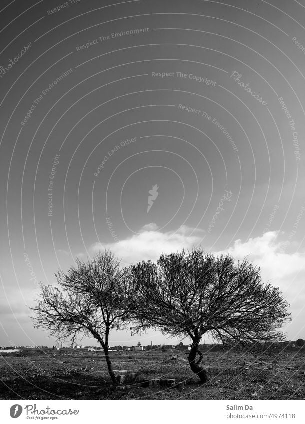 Black and white aesthetic artistic picture of two lonely trees in the fog Black & white photo black and white black-and-white Aesthetics Portrait photograph