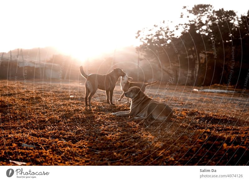 A dog family united under a beautiful sunset. Dog doggy Sunset Aesthetics aesthetic sunset sky sunset landscape background Landscape landscapes landscaped