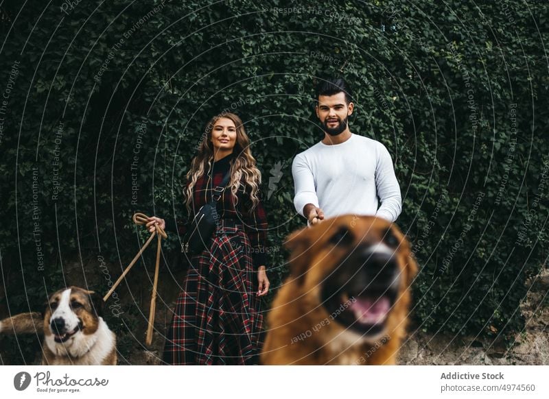 young attractive couple walking their dogs dating street city woman happy park two pet casual together people animal road caucasian autumn lifestyle love