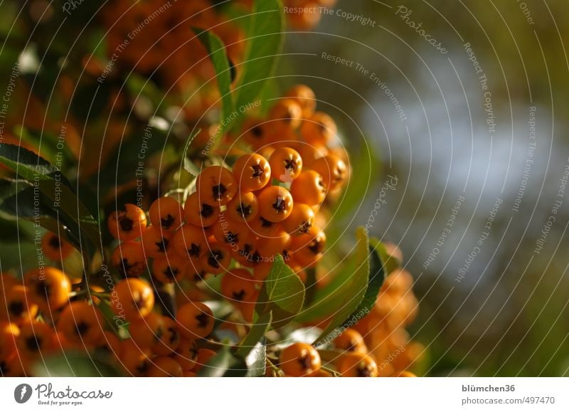 Autumn in orange Nature Plant Bushes Sallow thorn Sallow thorn leaf Glittering Illuminate Fresh Small Natural Juicy Sour Thorny Orange Berries Leaf