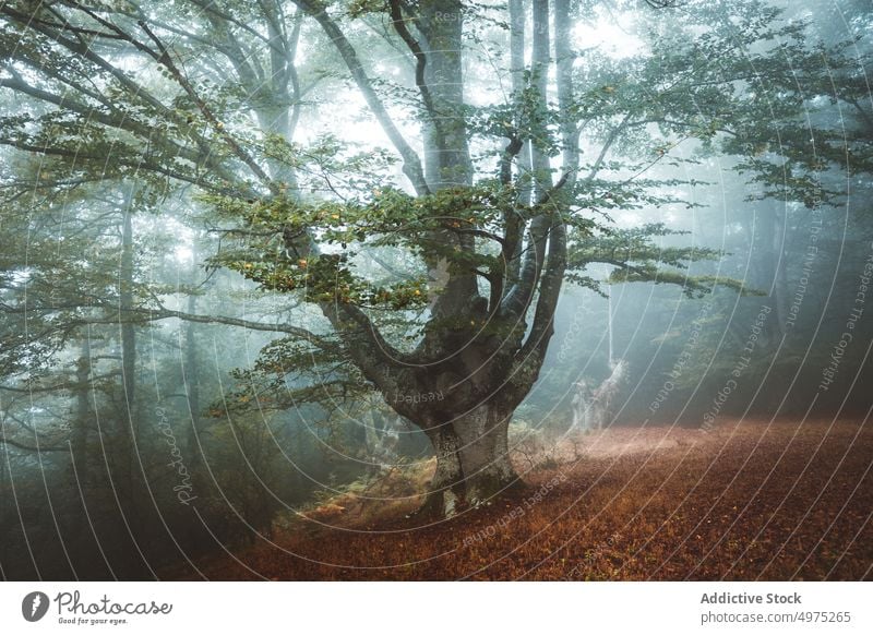 Foggy Jugatxi Beech in Alava Spain fog forest nature path green environment landscape sun tree season park road scenic leaf light mist woods foliage autumn