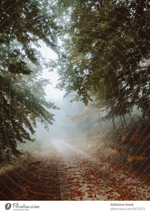 Pathway in the foggy Jugatxi Beech in Alava Spain forest nature path green environment landscape sun tree season park road scenic leaf light mist woods foliage