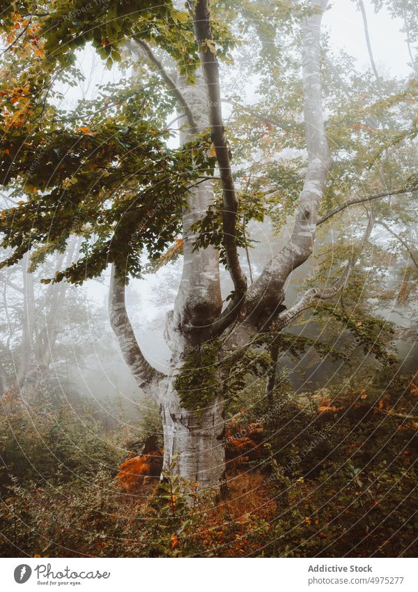 Foggy Jugatxi Beech in Alava Spain fog forest nature path green environment landscape sun tree season park road scenic leaf light mist woods foliage autumn