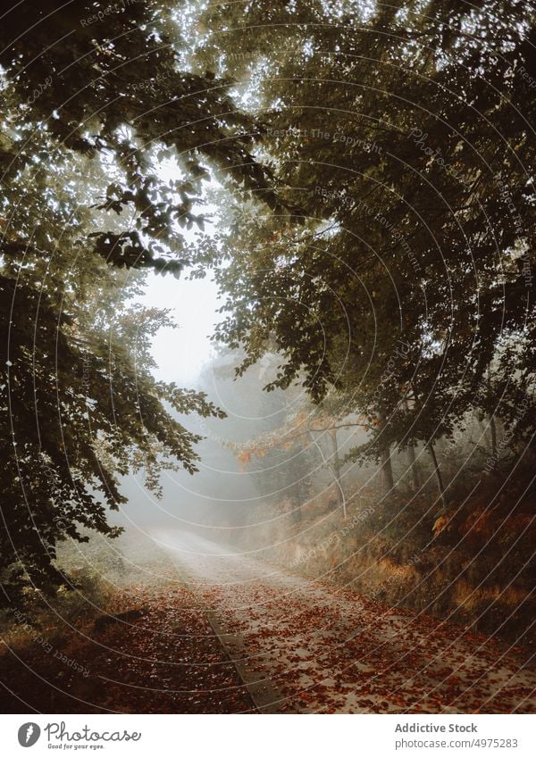 Pathway in the foggy Jugatxi Beech in Alava Spain forest nature path green environment landscape sun tree season park road scenic leaf light mist woods foliage