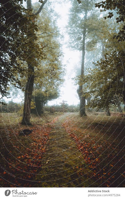 Otzarreta foggy forest in Gorbea, Bizkaia, Spain. nature path green environment landscape sun tree season park road scenic leaf light mist woods foliage autumn