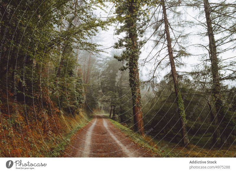 Pathway in the foggy Otzarreta in Gorbea, Bizkaia, Spain forest nature path green environment landscape sun tree season park road scenic leaf light mist woods