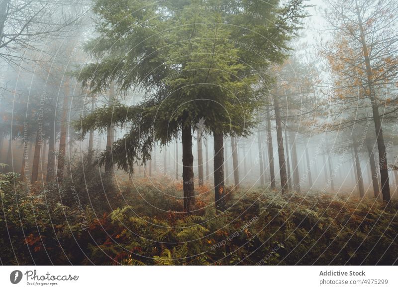 Foggy Otzarreta forest in Gorbea, Bizkaia fog nature path green environment landscape sun tree season park road scenic leaf light mist woods foliage autumn