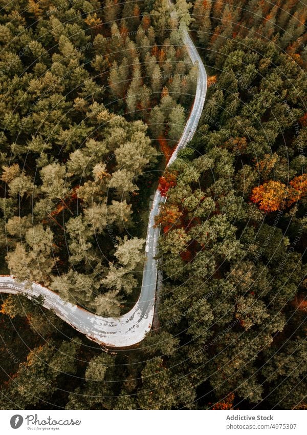 Drone view of road in Otzarreta forest in Gorbea, Bizkaia fog nature path green environment landscape sun tree season park scenic leaf light mist woods foliage