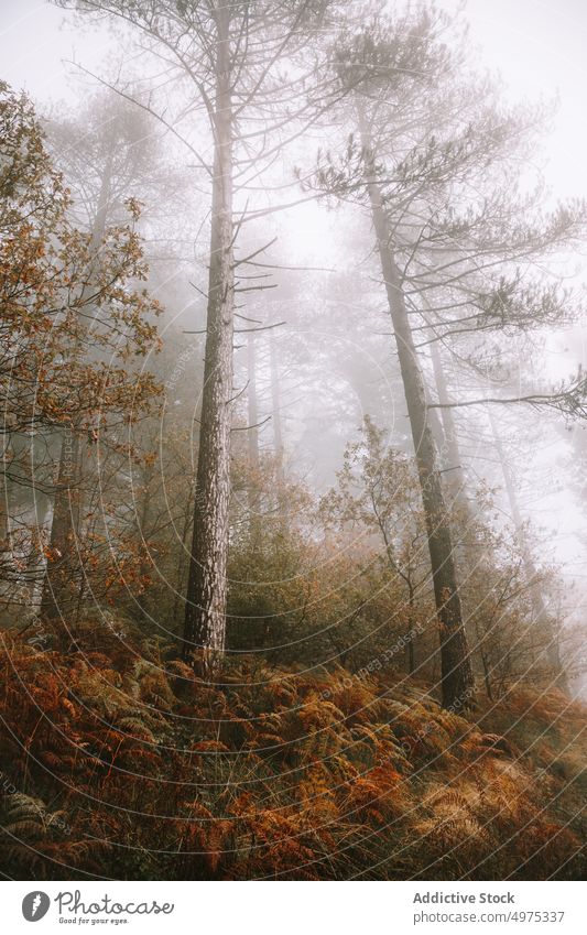 Nice forest with many trees surrounded by fog landscape autumn nature season mist background foggy misty light green scenery outdoor fall beautiful mysterious