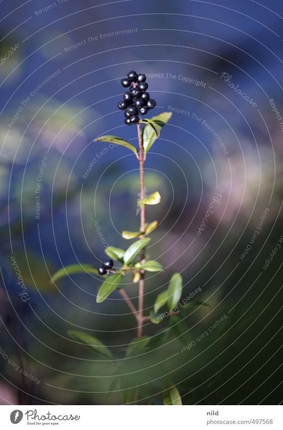 blackberry Environment Nature Plant Bushes Privet Blue Green Colour photo Exterior shot Detail Copy Space top Day Shallow depth of field Central perspective