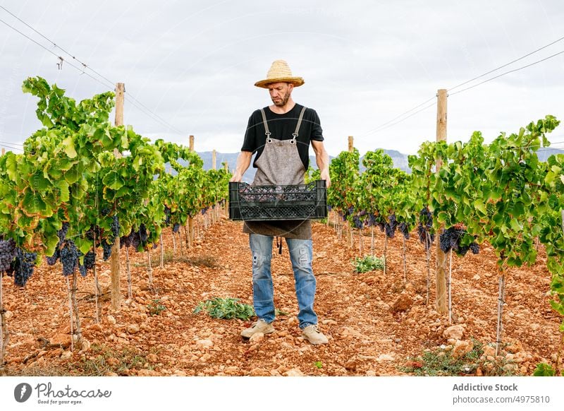 Crop farmer holding box with fresh grapes man harvest adult vineyard ripe carry agriculture rural male fruit shears tool viticulture natural organic sweet bunch