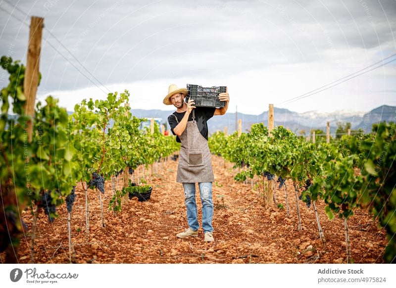 Crop farmer holding box with fresh grapes man harvest adult vineyard ripe carry agriculture rural male fruit shears tool viticulture natural organic sweet bunch