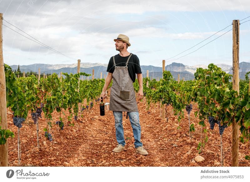 Adult farmer inspecting vines on cloudy day with a wine bottle man grape harvest vineyard ripe agriculture rural organic male fruit viticulture sky natural box