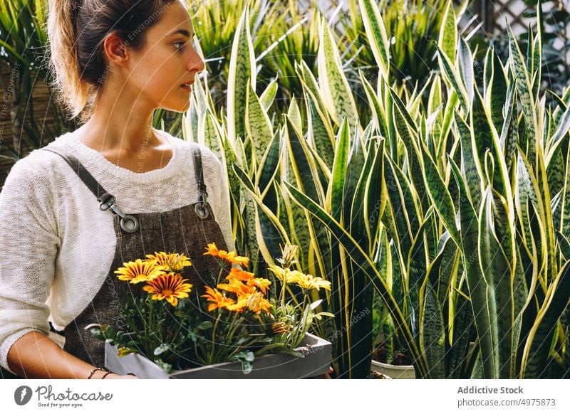 Female gardener holding tray with margarita flowers in greenhouse woman plant grow work cultivate orangery female workplace small business young serious