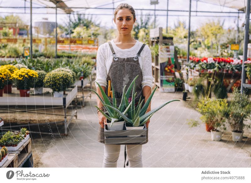 Young woman with succulent plants working in glasshouse greenhouse flower cactus grow garden cultivate tray workplace orangery small business female young