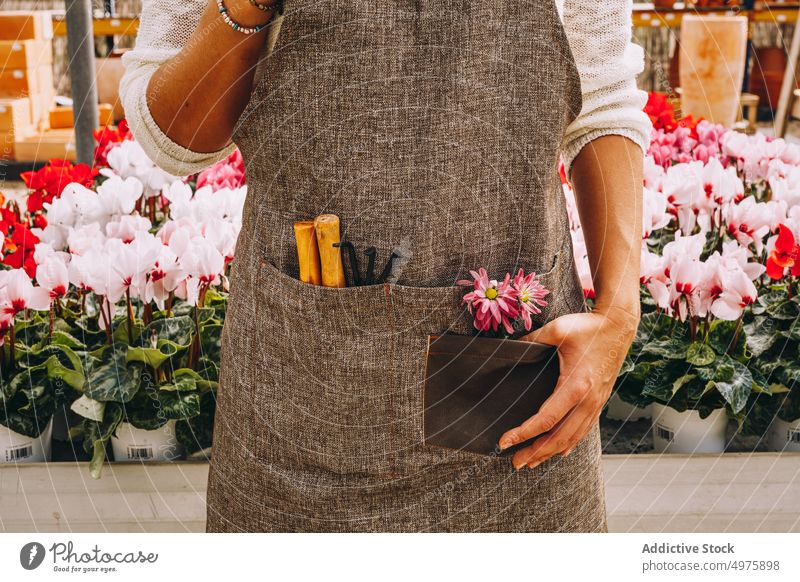 Woman in apron standing in orangery with blooming flowers woman greenhouse pink red plant grow work garden cultivate workplace glasshouse small business female