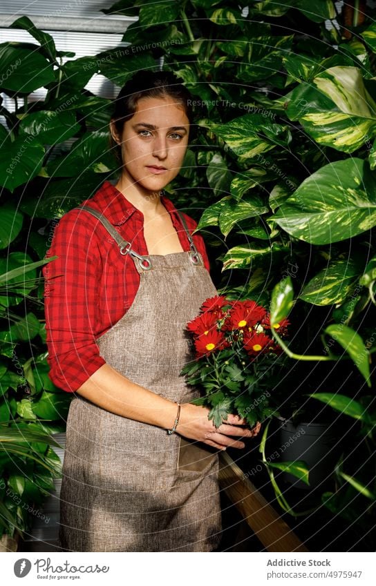 Woman with margarita flowers working in greenhouse woman plant garden red young leaves foliage female beautiful occupation agriculture uniform lovely organic