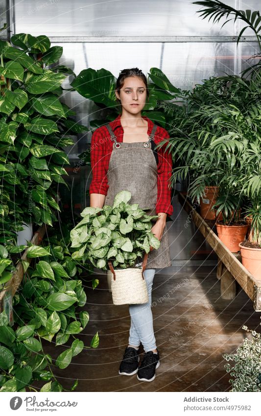 Gardener with plant in greenhouse gardener woman work agriculture organic botany female small business professional fresh apron owner care hothouse environment