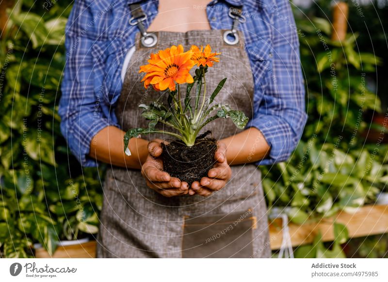 Woman holding flower with soil woman ground greenhouse margarita plant work garden orange leaves foliage female occupation agriculture uniform organic fresh