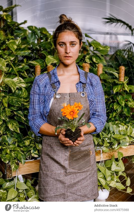 Woman holding flower with soil woman ground greenhouse margarita plant work garden orange leaves foliage female occupation agriculture uniform organic fresh