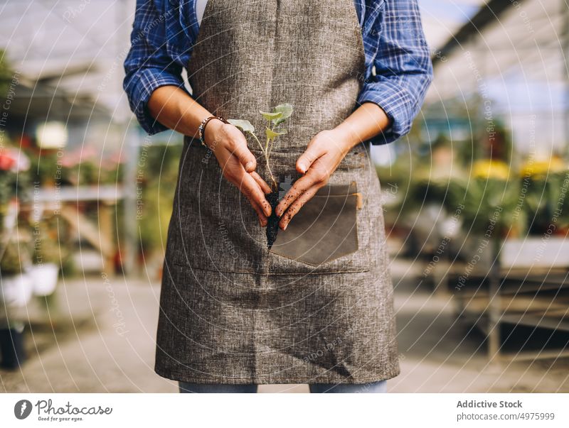 Woman holding green seedling with soil woman plant grow work sprout garden cultivate workplace greenhouse orangery female hands small business occupation job