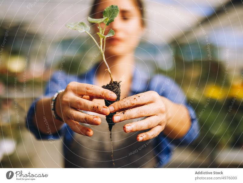 Woman holding green seedling with soil woman plant grow work sprout garden cultivate workplace greenhouse orangery female hands small business occupation job