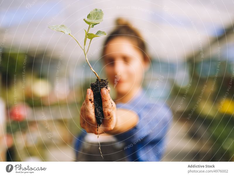 Woman holding green seedling with soil woman plant grow work sprout garden cultivate workplace greenhouse orangery female hands small business occupation job