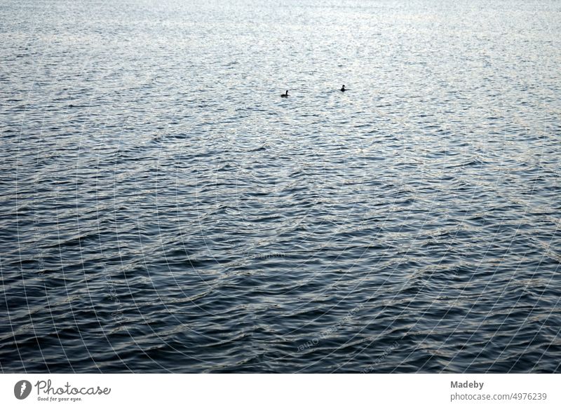 Two water birds on a dark shimmering water surface with light swell of Poyrazlar Gölü near Adapazari in summer sunshine in Sakarya province, Turkey