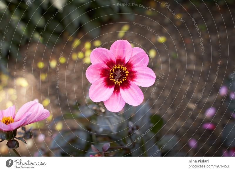 Close up of red and pink asteraceae dahlia "Happy Single Wink" flowers in blooming. Autumn plants. autumn big blossom botanical botany bouquet bright bud bunch