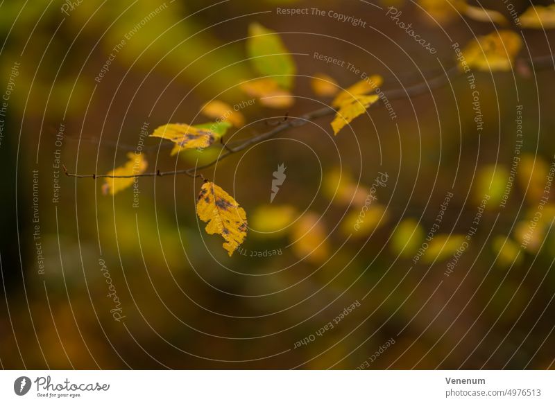 Branch with discolored leaves in autumn on a birch tree, very shallow depth of field, selective focus, blurred bokeh Forest Tree forests trees Leaf Nature