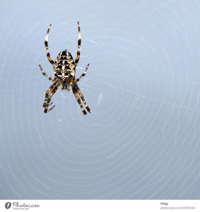 Cross spider in spider web against blue gray background Spider garden cross spider araneus Orb weaver spider Animal Insect Spider's web Nature Close-up