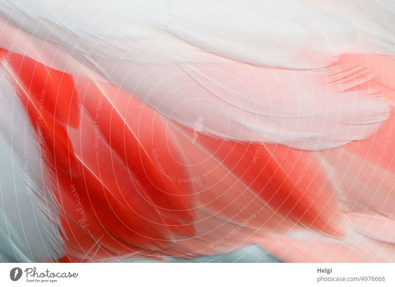 Plumage red-pink-white feathered plumage Bird Detail Flamingo feathers Close-up Red Pink White Animal Colour photo Exterior shot Delicate Plumed pretty