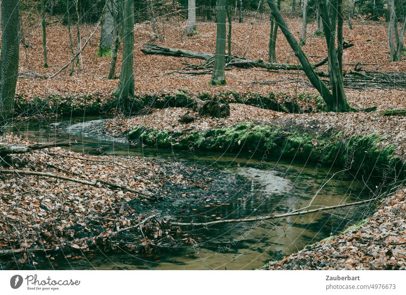 A meandering stream in the autumn forest Brook Curve Autumn Forest River Water Flow S foliage leaves To fall Nature stream bed clear Landscape Tree