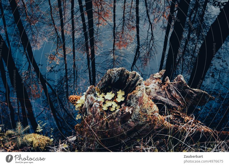 Hollow tree stump with clover in front of mirrored trees in deep blue lake Tree stump Lake Clover reflection Blue Autumn Mysterious mystery Nature Water