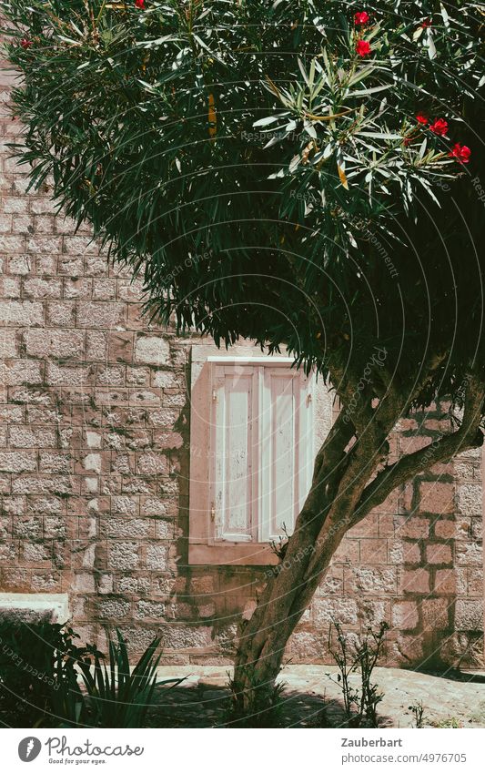 Brick wall without plaster, closed white shutter, in front of it a southern tree Plaster Closed Sun Siesta Midday tranquillity sunny Summer South Tree voyage