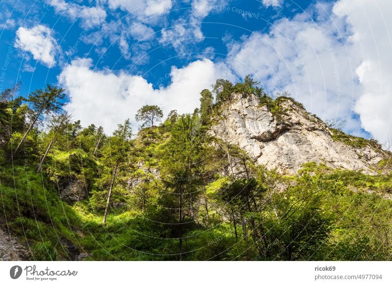 The Almbach Gorge in Berchtesgadener Land Almbachklamm Alps mountain Berchtesgaden Country Bavaria Valley clammy Grass Landscape Nature Green Tourist Attraction