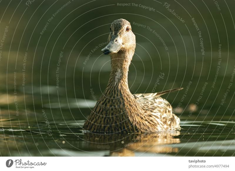 female mallard duck looking at the camera anas animal avian beak beautiful bill bird birdwatching brown chick closeup cold color colorful curious cute feather