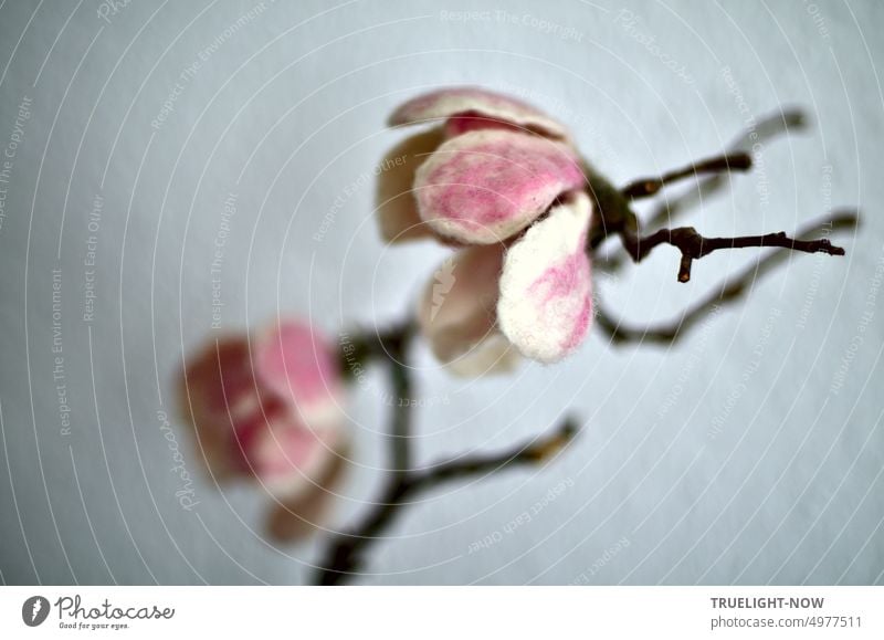 Magnolia magnolia flower magnolia branch in September against white wall Magnolia blossom Blossom white and pink Twig Branch Close-up shallow depth of field