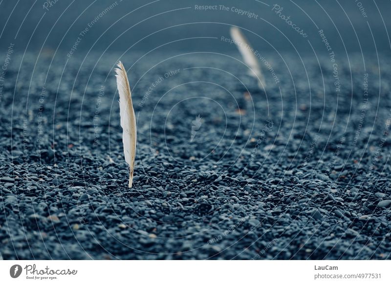 Feather light directions Pebble Beach White Black path marking Road marking To plunge Highlight Swan gooseneck feather point groundbreaking Esthetic Direction