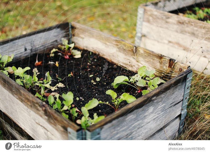 Flat raised bed made of wooden boards with small green radish leaves and autumn leaves Garden Bed (Horticulture) herbs Food spices plants foliage Autumn Wood