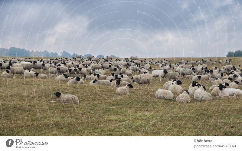 A flock of Rhön sheep chilling Pelt Environment Summer Sky ears count sheep Animal portrait Day Farm animals Agriculture Colour photo Deserted Willow tree