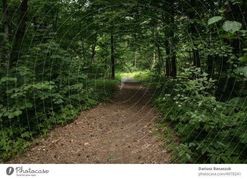 Entrance to the dark green leafy forest road entrance nature path plant travel tree wood summer journey mystery tunnel way natural season foliage nobody entry