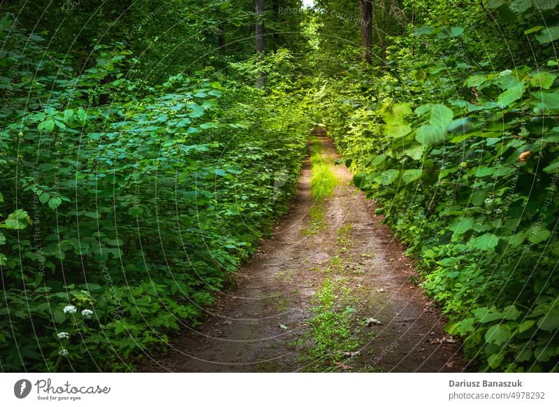 Dirt road in a green deciduous forest tree wood leaf outdoor path nature background landscape foliage trail environment park plant day natural summer sunlight