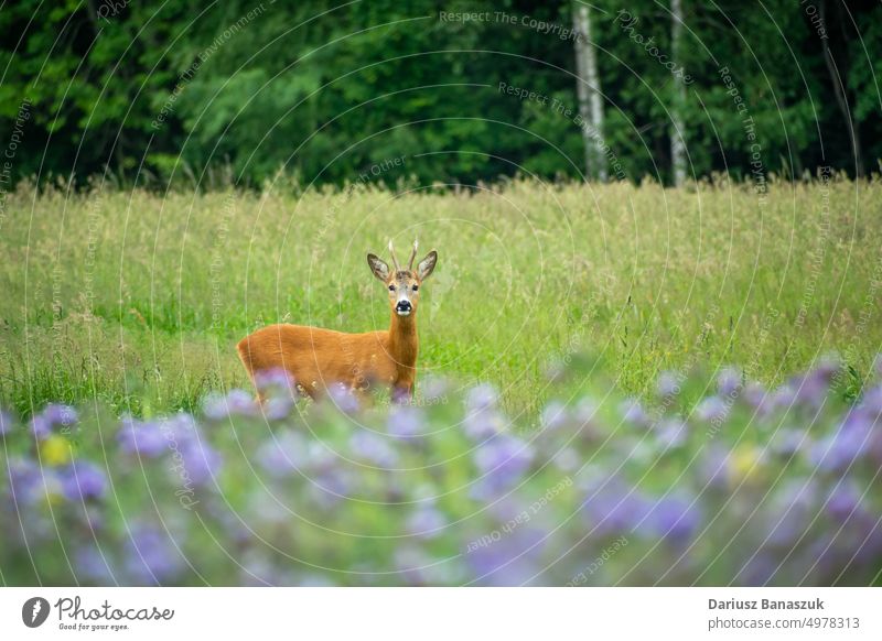 Male roe deer standing in the meadow animal male nature wildlife mammal buck field grass fur roebuck fauna outdoor summer capreolus capreolus antlers green