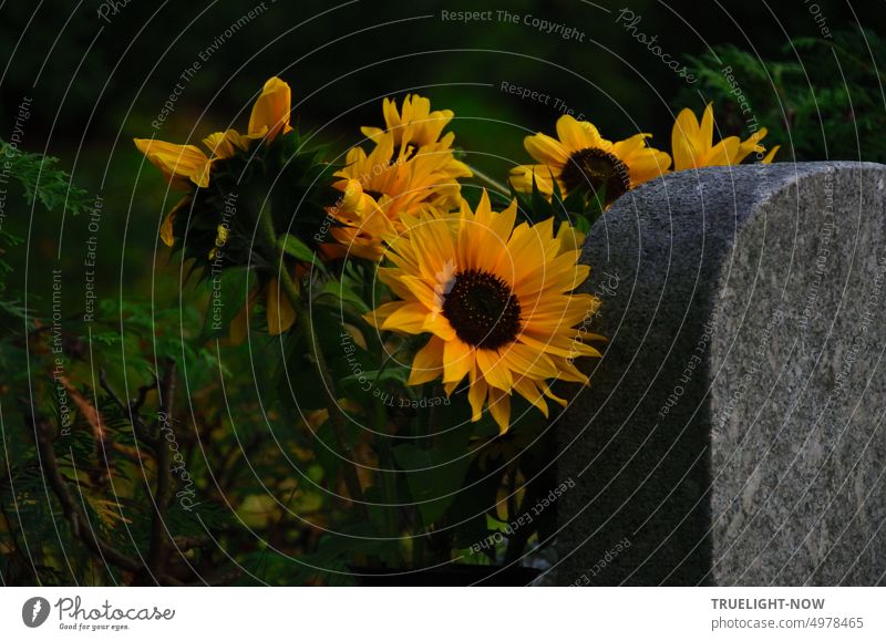 Sunflowers leaning against a gravestone in the cemetery in the last light of day Cemetery Tombstone Twilight Remembrance Sunday Remembrance Day